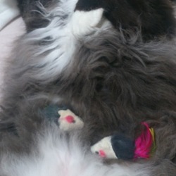 長毛の子って・・・