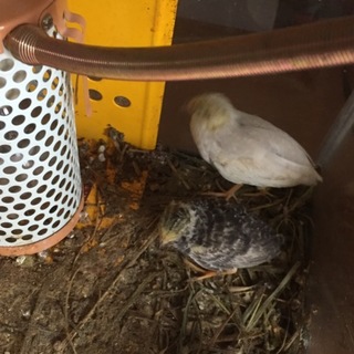 ヒメウズラ 生後1ヶ月