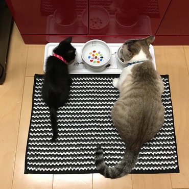 やっとご対面〜