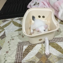 「ルフィ？」サムネイル2