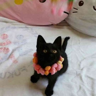 黒猫くんの里親を探しています