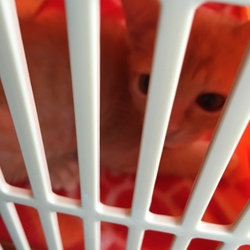 「気になる薄毛は…」サムネイル2