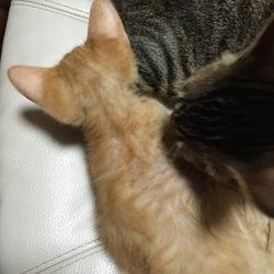 「気になる薄毛は…」サムネイル3