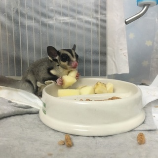 フクロモモンガ オス2匹・メス4匹です