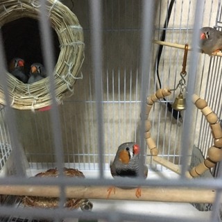 十姉妹4羽　性別不明