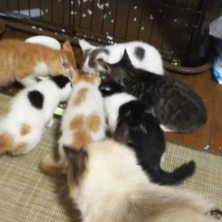 九州、近畿地方で仔猫の里親募集