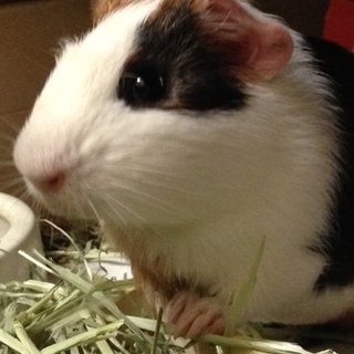 モルモット♂里親募集です