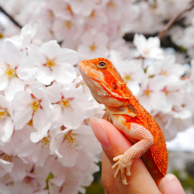 加軌斗のカバー写真