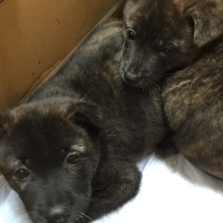 将来中型の仔犬　男の子