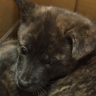 将来中型の仔犬　女の子