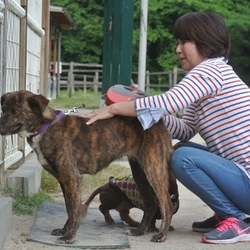 元野犬だけど、触られても平気～