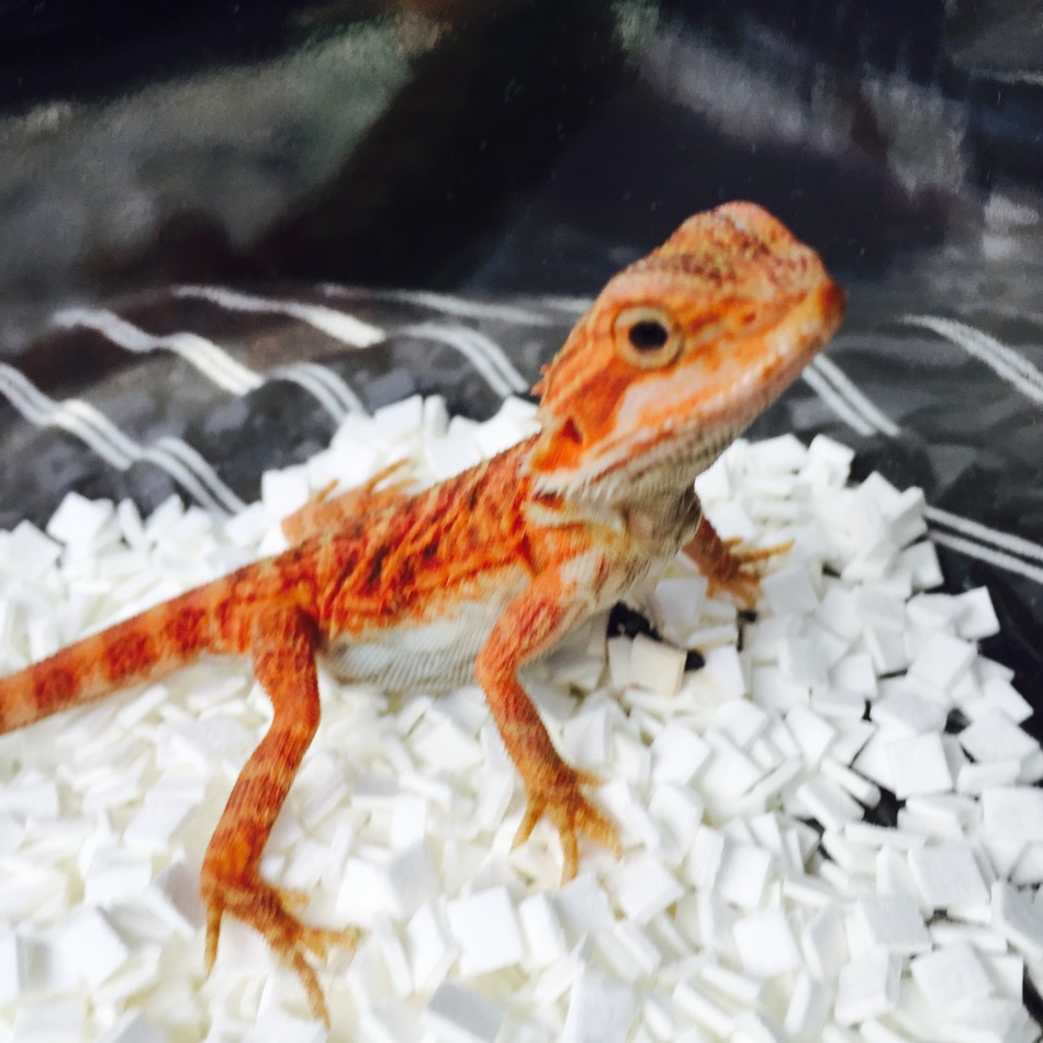 アブのカバー写真