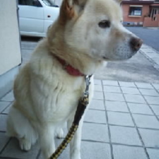 中型のミックス犬を可愛がってくれる方