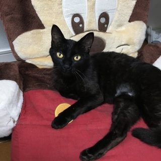 人馴れした黒猫の女の仔