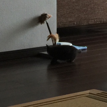 慣れてきましたー