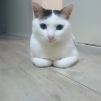 虎太朗