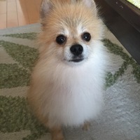 まろん