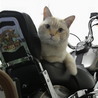知り合いのおじちゃんのバイク借りたからツーリング行こうにゃ～♪