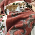 里親決定しました