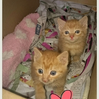 人が大好きゴロゴロの茶トラ兄弟♥ 