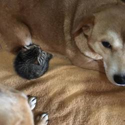 スタッフ犬みゆき