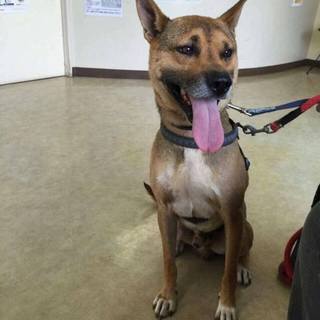 交渉中・人間に3度も裏切られた被災地のカイト君