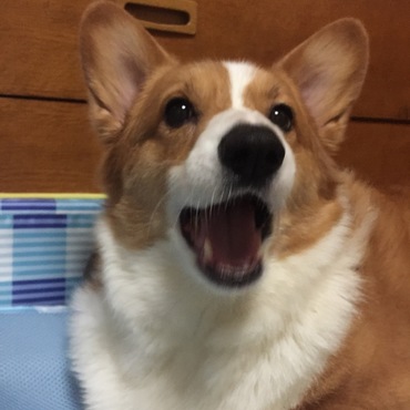 聞いてますよー