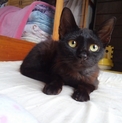 黒猫くんの里親募集(幼猫)