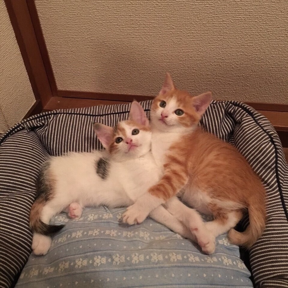 ちくわのカバー写真