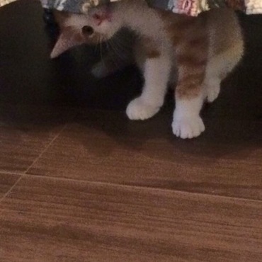 うちに来た日のちくわ♡