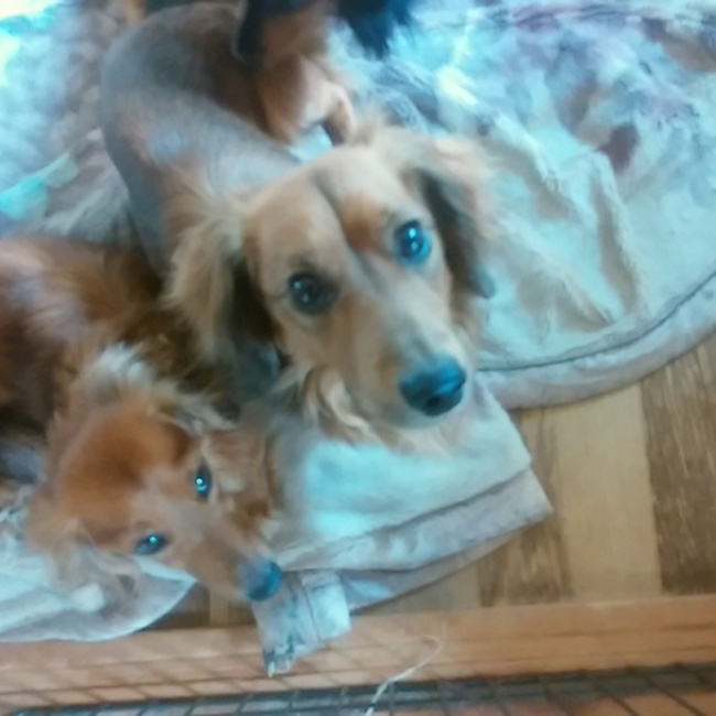 ロン吉のカバー写真