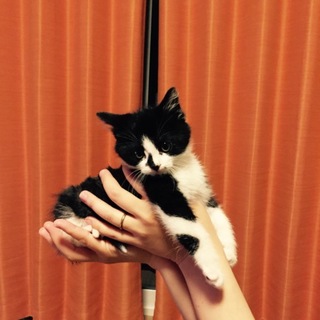 国道でうずくまってた子猫を保護しました