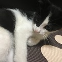 シロクロくん