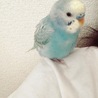 Lamennais 