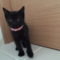 黒猫 里親募集 子猫