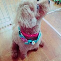 一時停止します