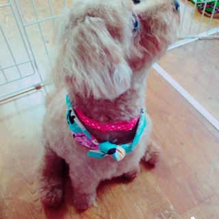 一時停止します