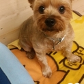 再募集をします。ヨーキー男の子！
