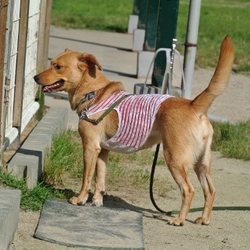 絶対にダイエット要！