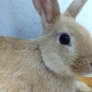 新しいお家で可愛がっていただいています。