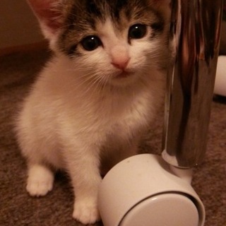 フワフワの女の子（近1）