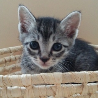 ゴロゴロ女の子（近2）