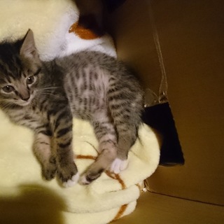 甘えんぼでおりこうさん　きじとらくん里親様募集中