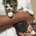 生後1ヶ月〜2ヶ月前後の子猫多数‼︎