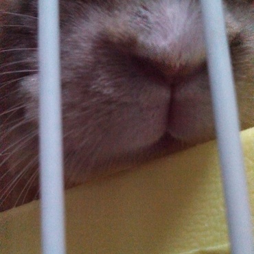 うさ口
