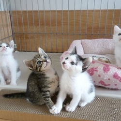 にゃんこの家族探し