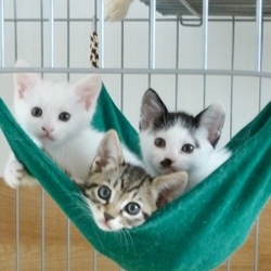 にゃんこの家族探し サムネイル2