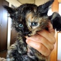 可愛い子猫ちゃん☆☆