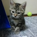可愛い雑種の仔猫