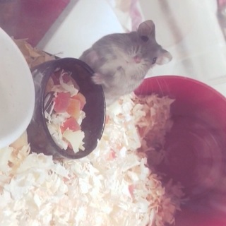 ゴールデンハムスター里親募集